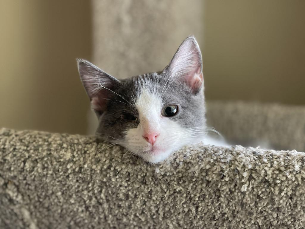Enlarge Macy, a Adopted Domestic Short Hair in Pittsburgh, PA image 1/4