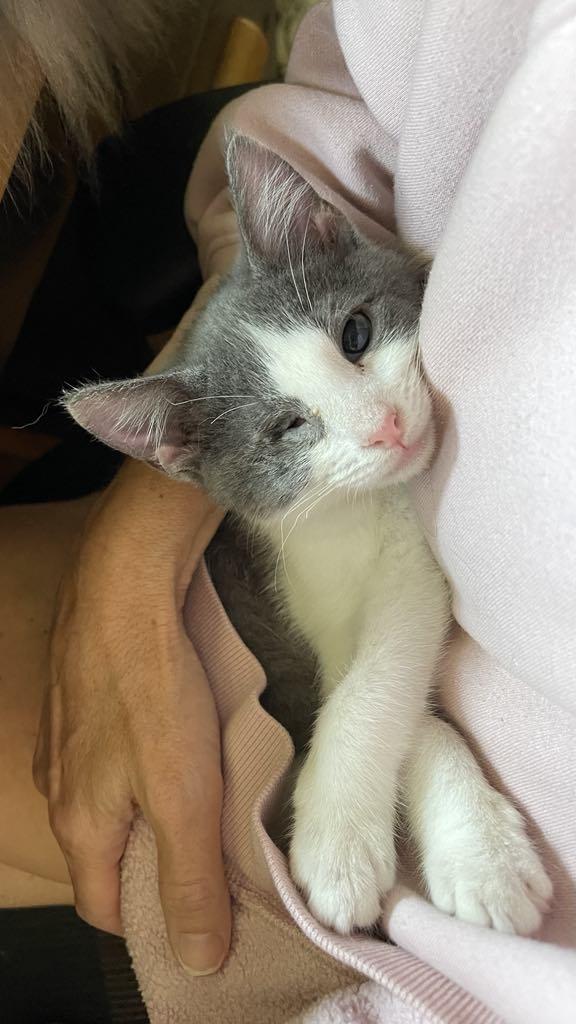 Enlarge Macy, a Adopted Domestic Short Hair in Pittsburgh, PA image 4/4