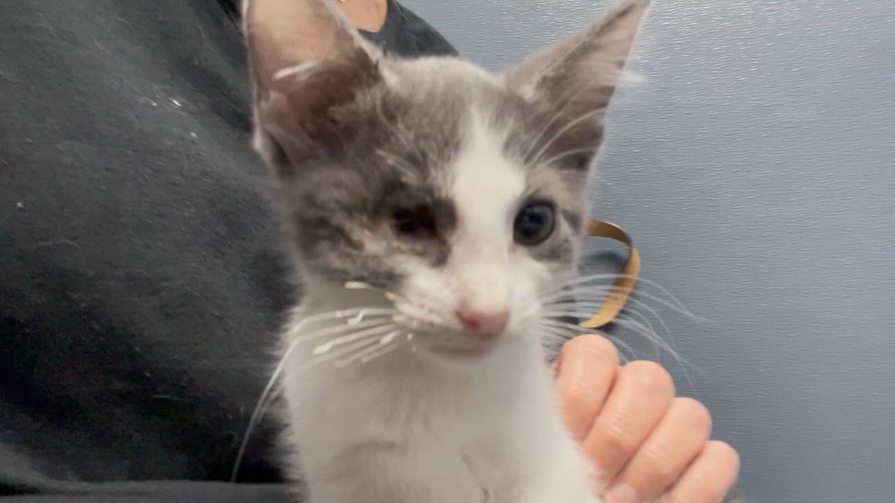 Enlarge Macy, a Adopted Domestic Short Hair in Pittsburgh, PA video 3/4