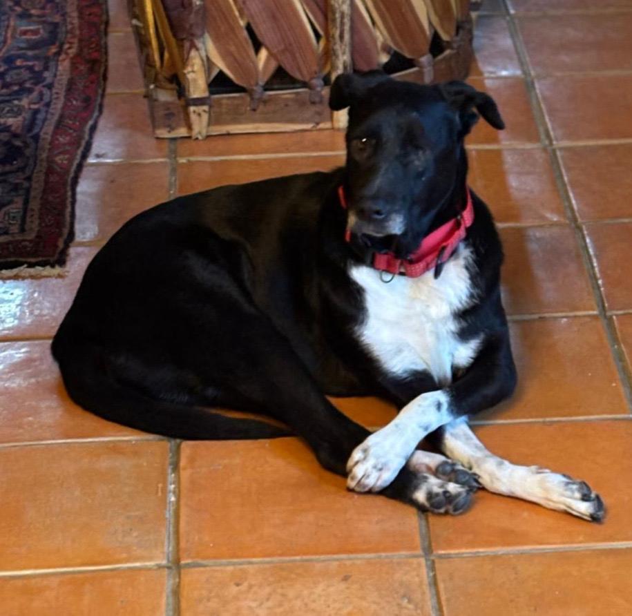 Enlarge Ollie, a Adoptable mixed breed in Washington, DC image 2/3