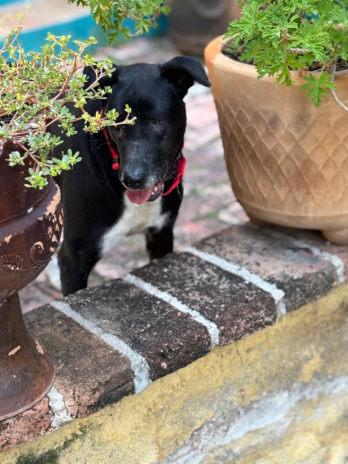 Enlarge Ollie, a Adoptable mixed breed in Washington, DC image 3/3