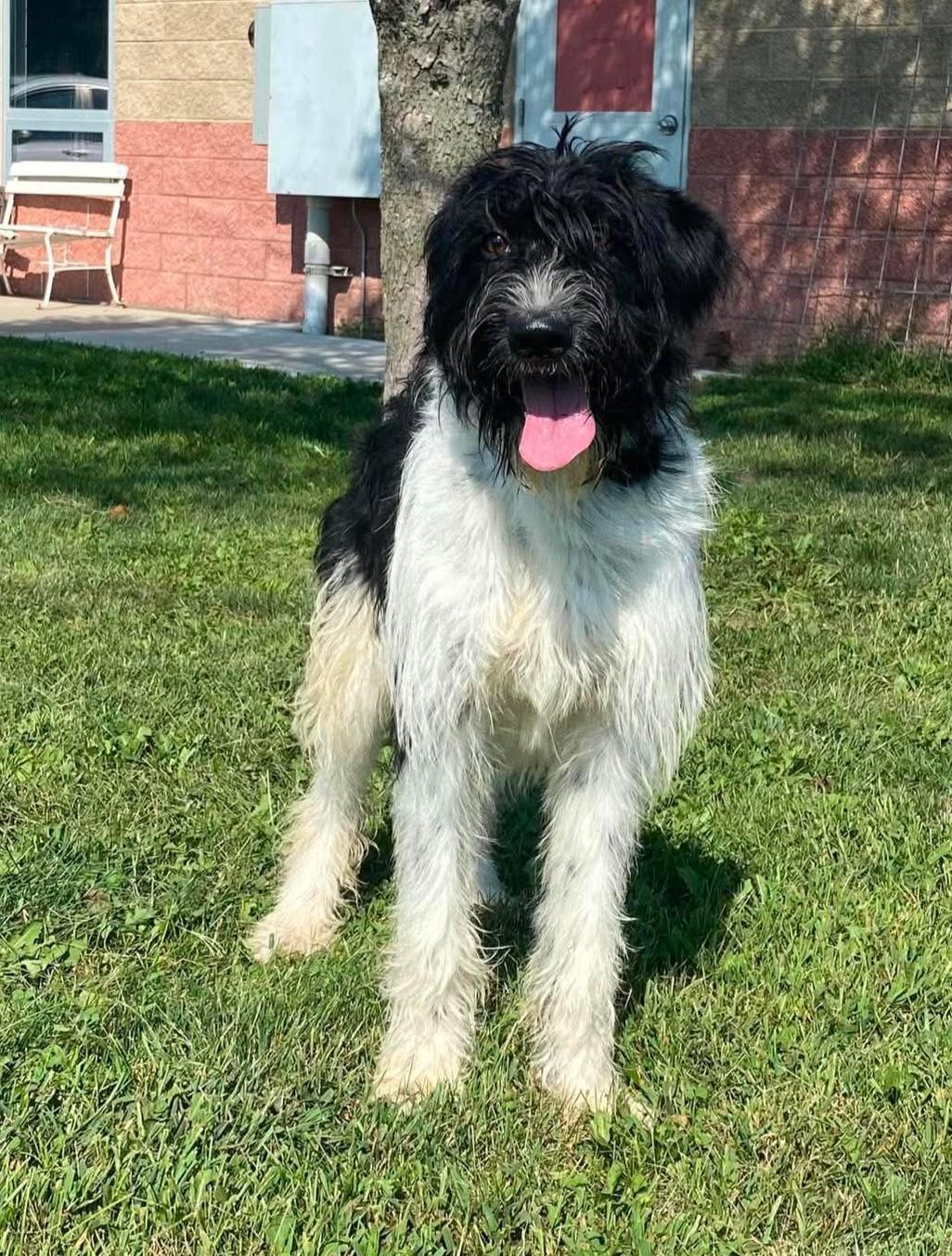 Isabella, Adoptable, Adult Female Schnauzer.