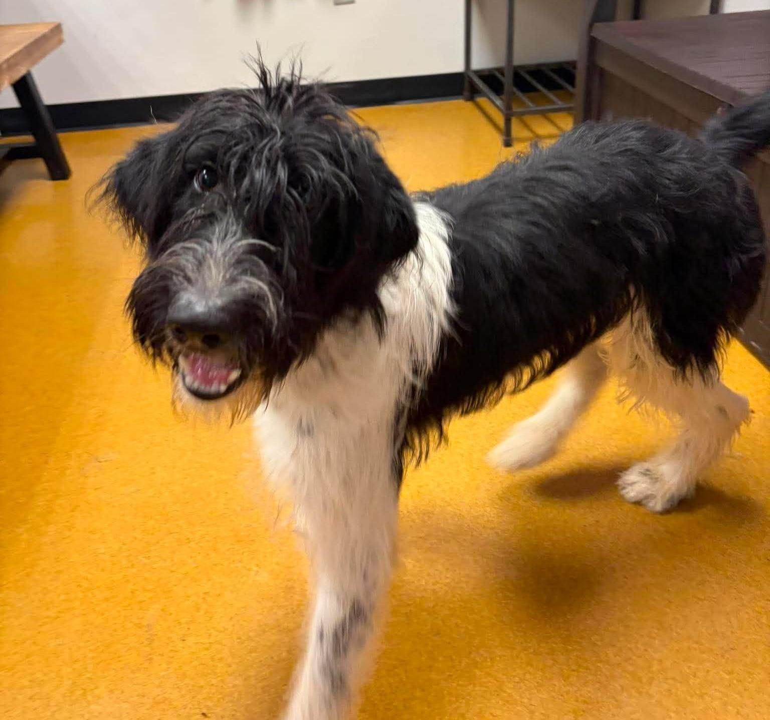 Enlarge Isabella, a Adoptable mixed breed in Maryville, MO image 5/6