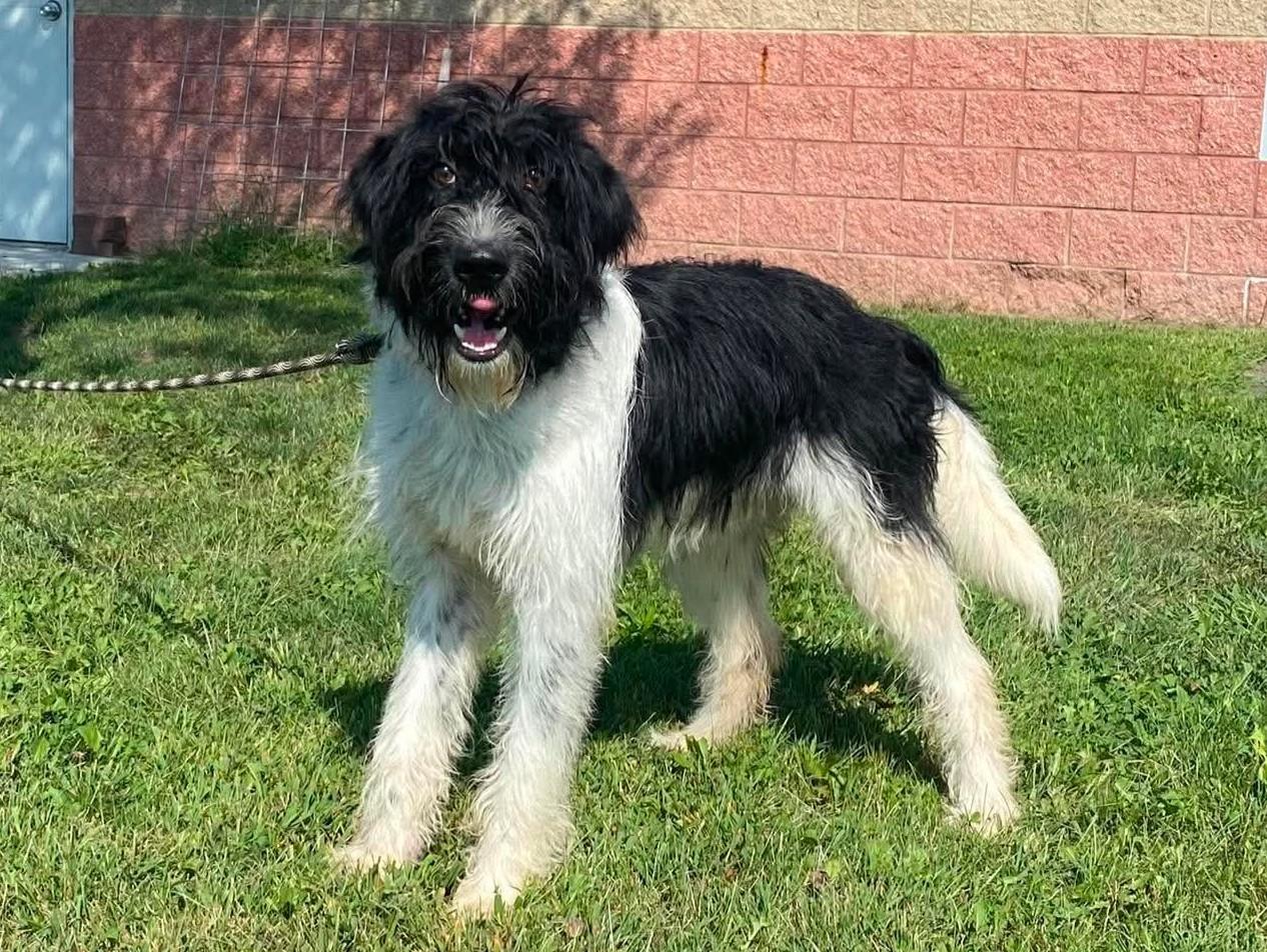 Enlarge Isabella, a Adoptable mixed breed in Maryville, MO image 2/6
