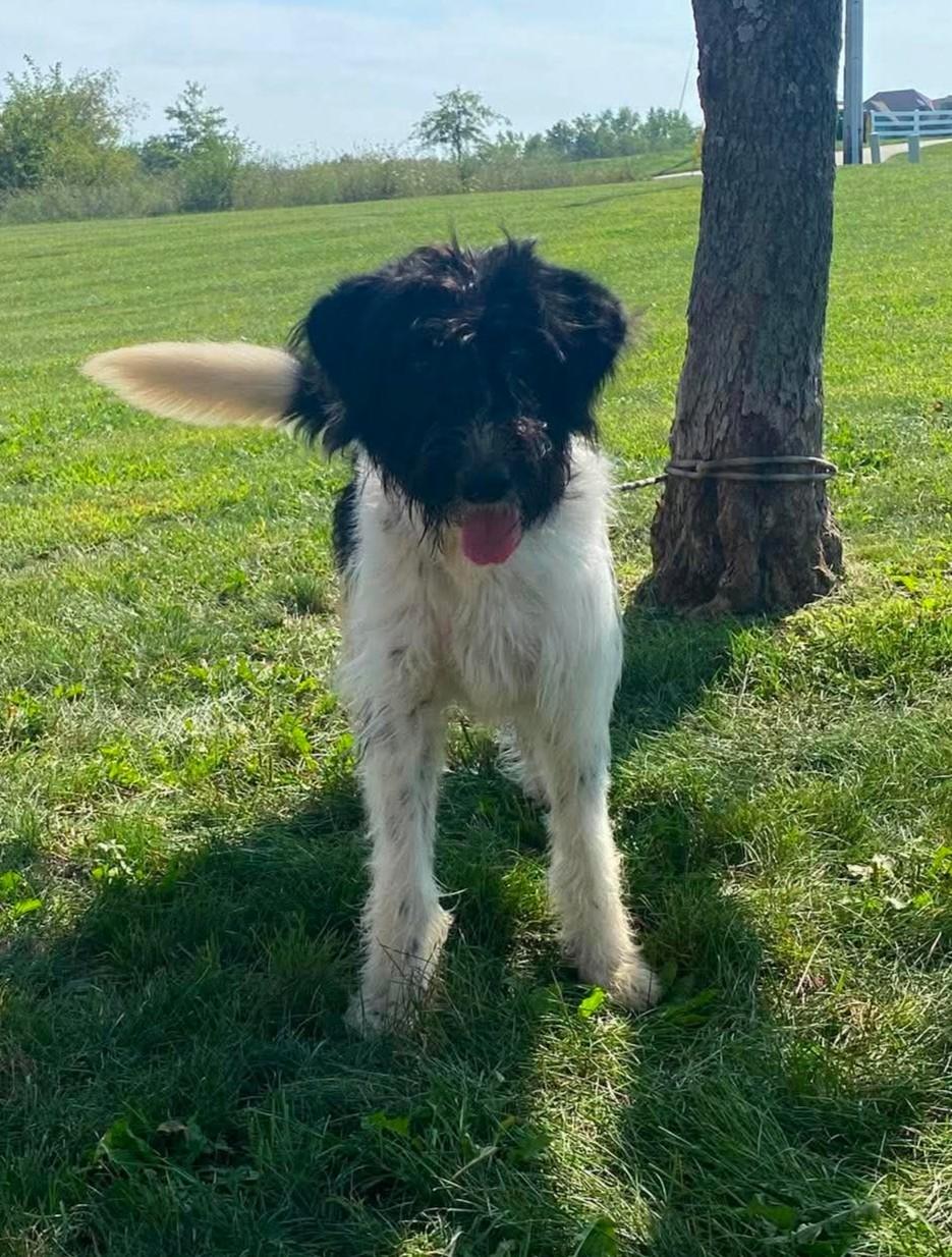Enlarge Isabella, a Adoptable mixed breed in Maryville, MO image 6/6