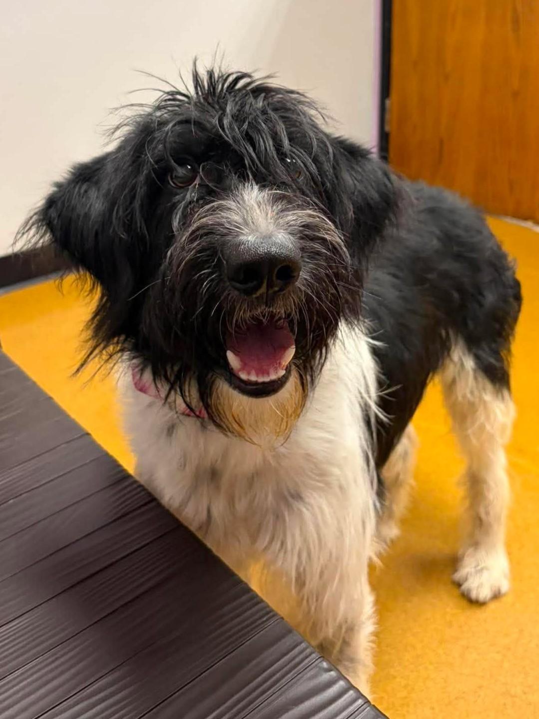 Enlarge Isabella, a Adoptable mixed breed in Maryville, MO image 3/6