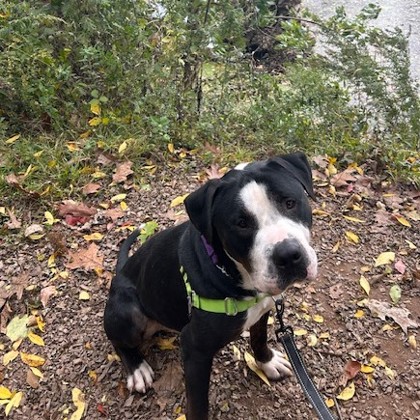 Pluto, a Adoptable Pit Bull Terrier in Philadelphia, PA image 5/6