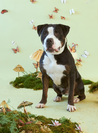 Pluto, a Adoptable Pit Bull Terrier in Philadelphia, PA image 1/6