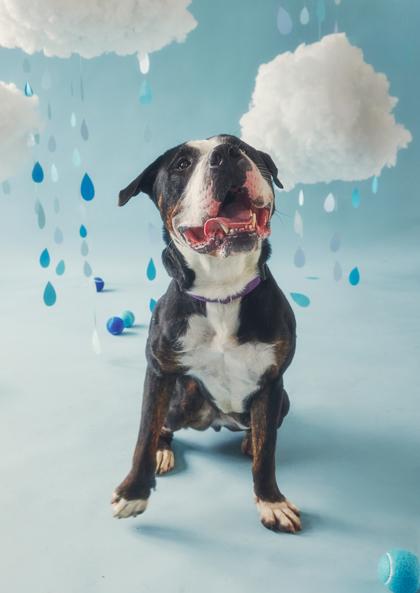 Pluto, a Adoptable Pit Bull Terrier in Philadelphia, PA image 3/6