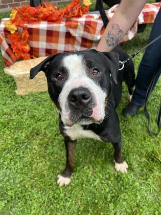 Pluto, a Adoptable Pit Bull Terrier in Philadelphia, PA image 6/6