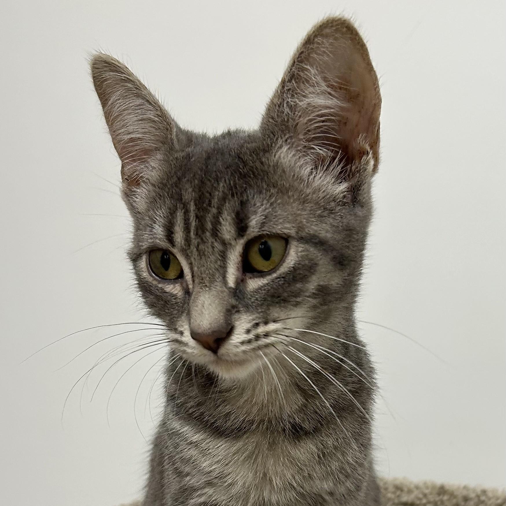 Bubbles, ADOPTABLE, Kitten Female Domestic Short Hair.