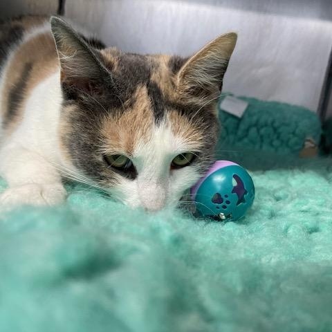 Enlarge ALICE, a Adoptable Domestic Short Hair in Lynn Haven, FL image 3/4