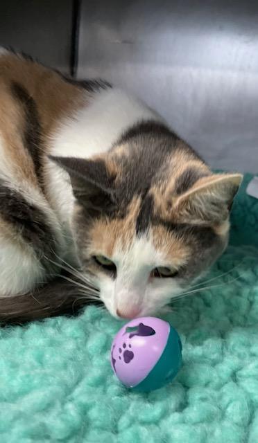 Enlarge ALICE, a Adoptable Domestic Short Hair in Lynn Haven, FL image 4/4