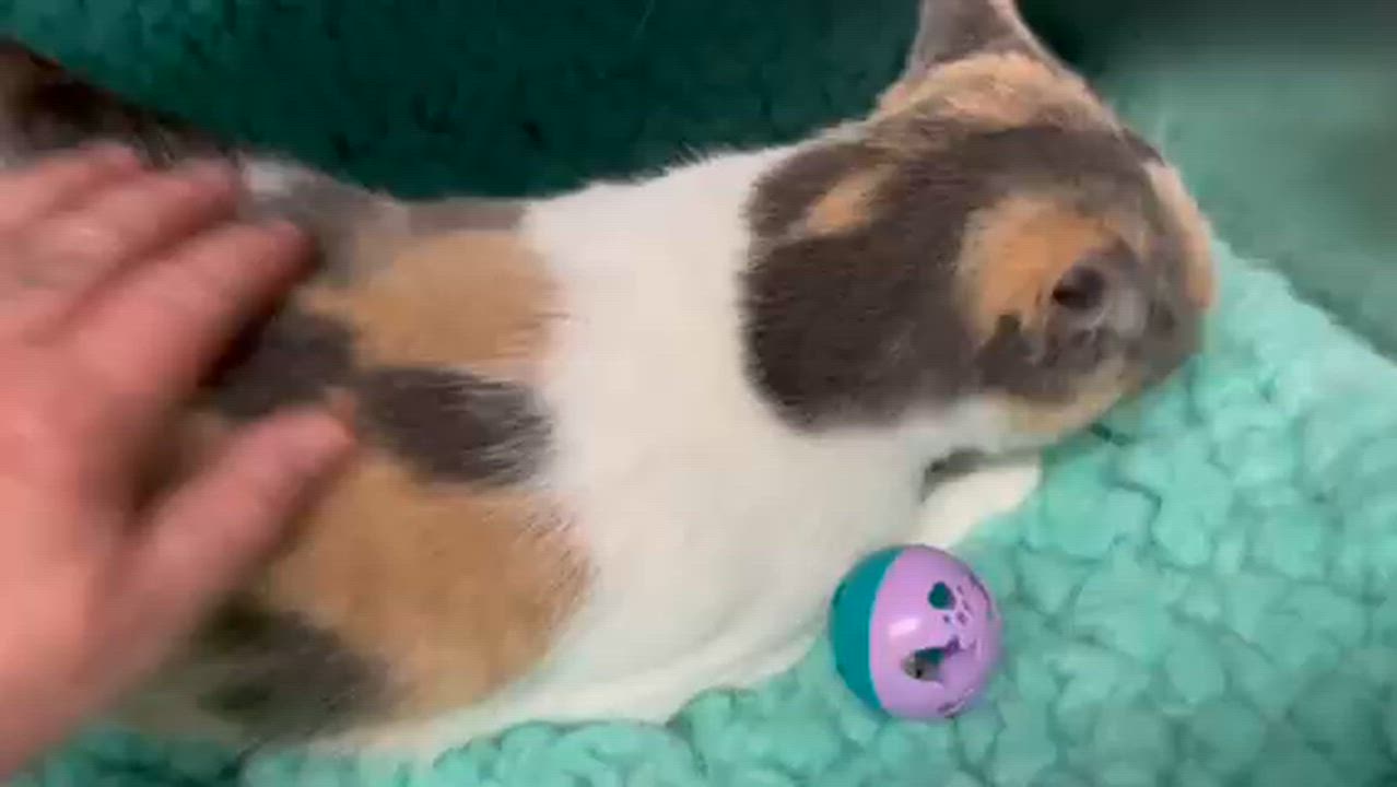 Enlarge ALICE, a Adoptable Domestic Short Hair in Lynn Haven, FL video 2/4