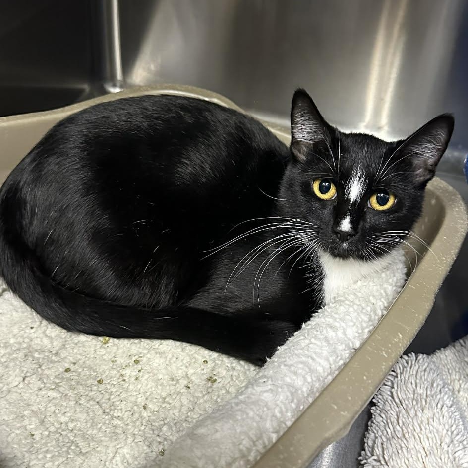 Enlarge Star, a Adoptable Domestic Short Hair in Medford, OR image 1/1