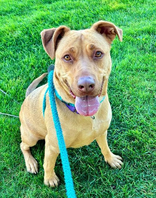 Enlarge HAZELNUT, a Adoptable mixed breed in Sacramento, CA image 1/1
