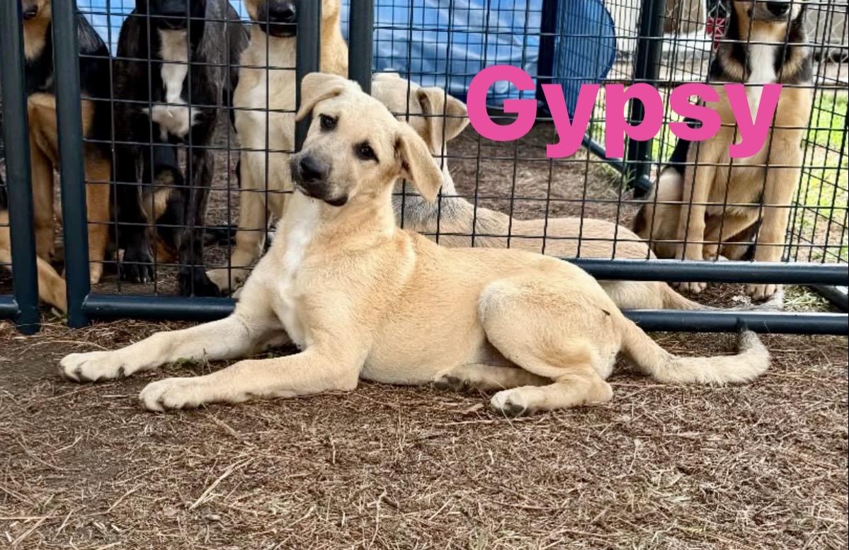 Enlarge Gypsy, a Adoptable mixed breed in Pembroke, MA image 1/1