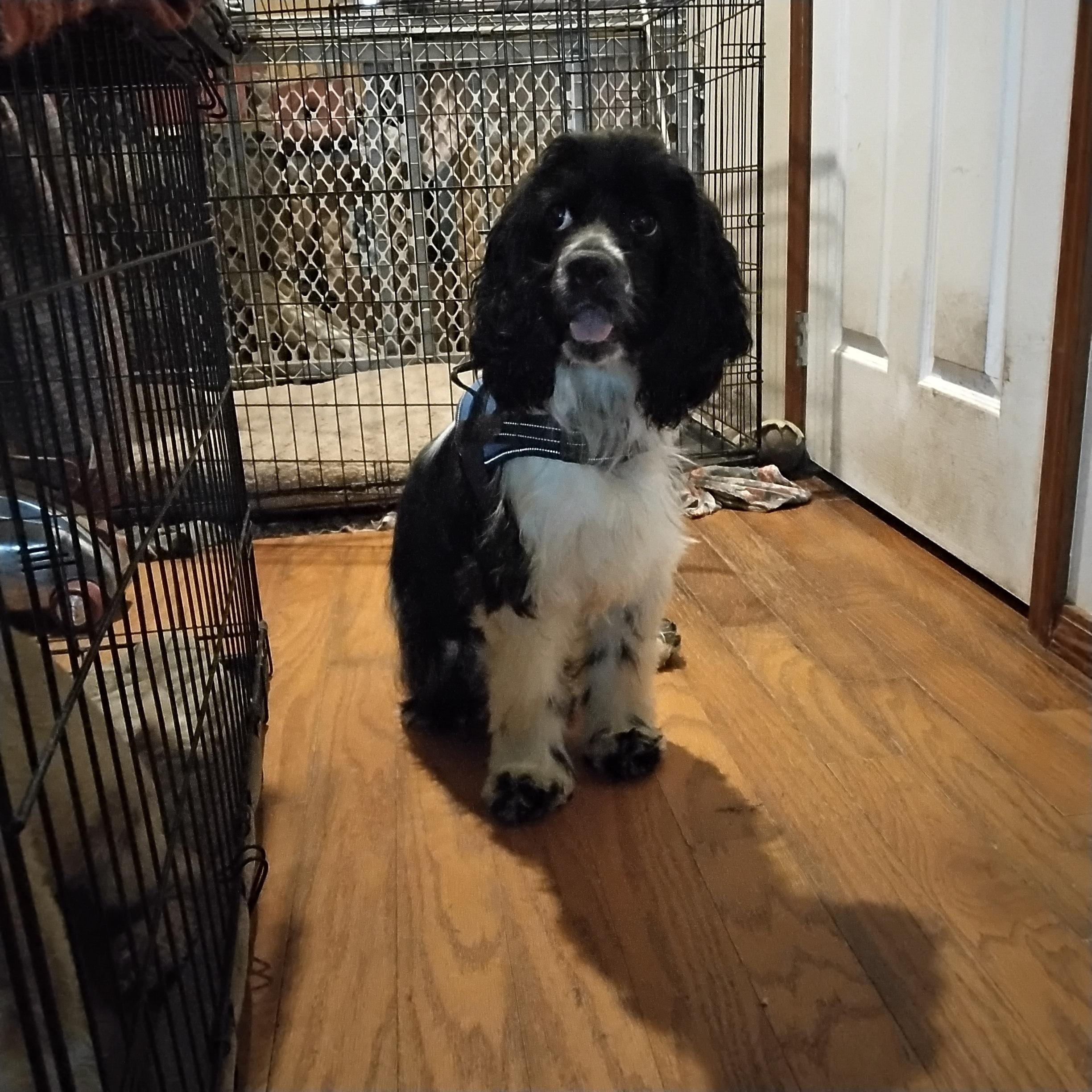 Brady=ADOPTED!!, Adopted, Young Male Cocker Spaniel.