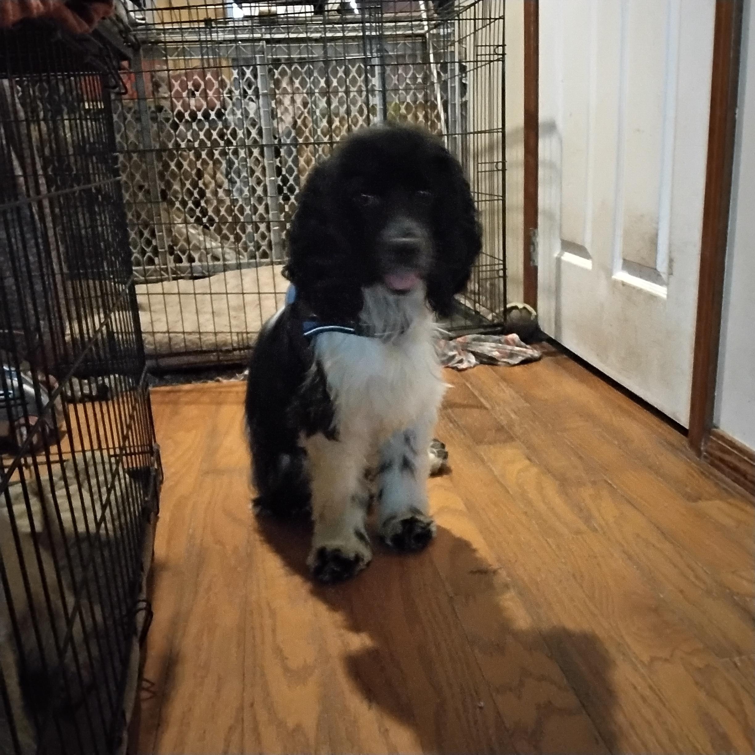 Brady=ADOPTED!!, a Adopted Cocker Spaniel in Grove, OK image 3/5