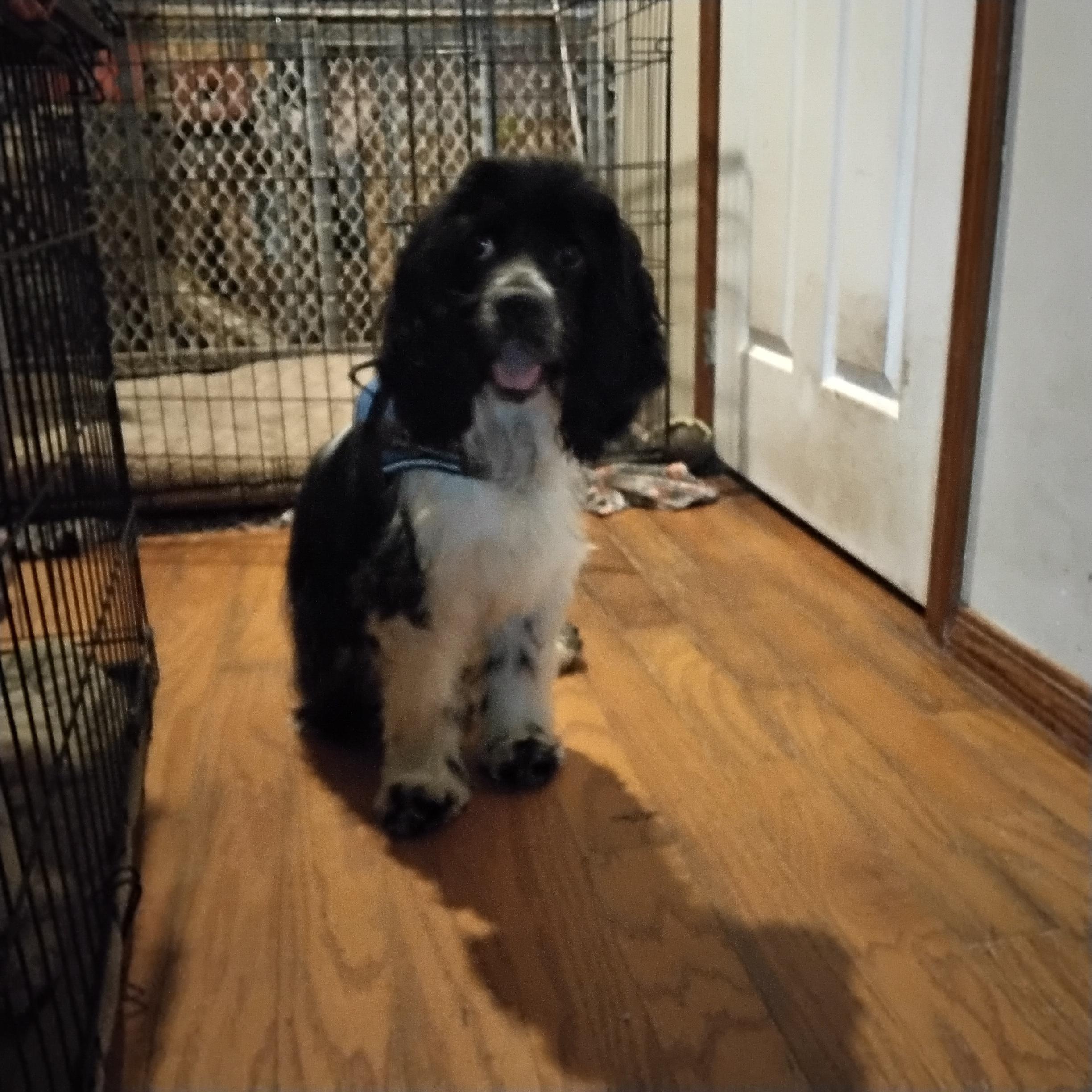 Brady=ADOPTED!!, a Adopted Cocker Spaniel in Grove, OK image 5/5