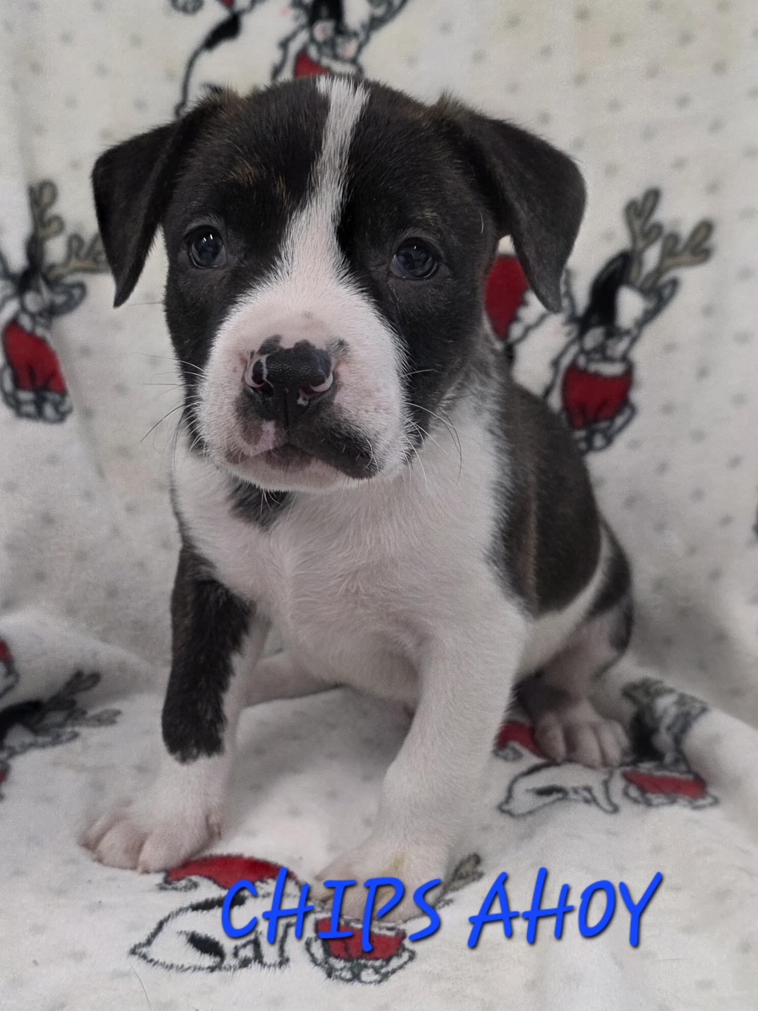 Chips Ahoy, ADOPTABLE, Puppy Male Cattle Dog.