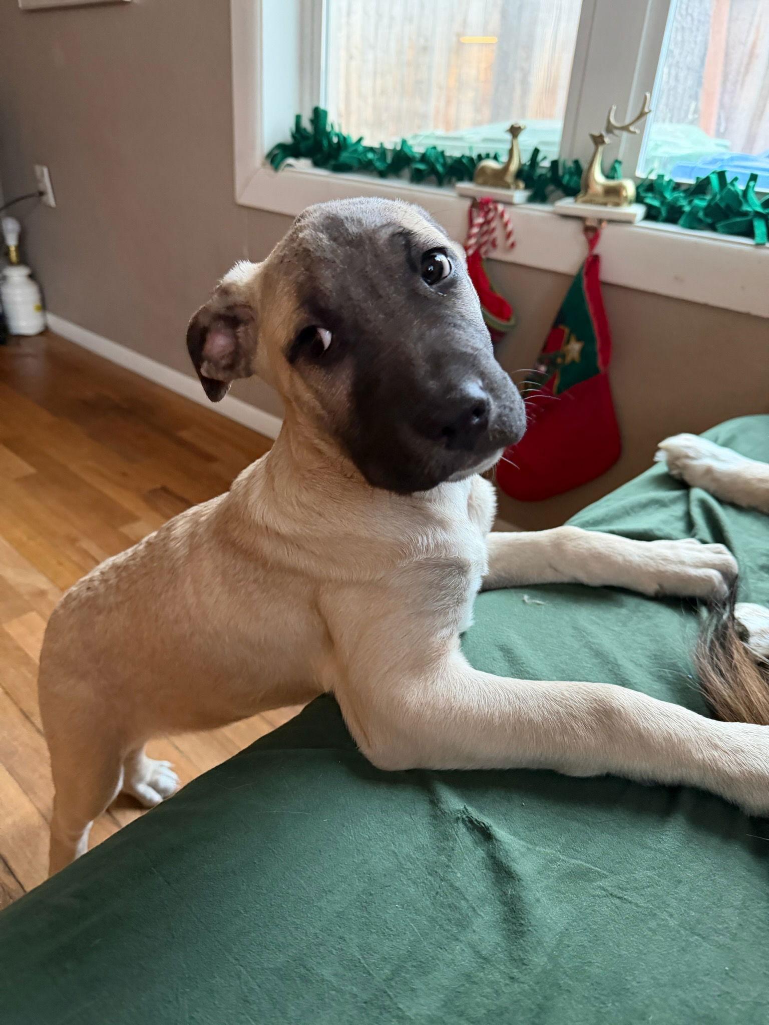 Schroeder, Adopted, Young Male Mixed Breed.