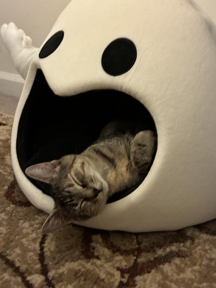 Angie, Adoptable, Kitten Female Domestic Short Hair.