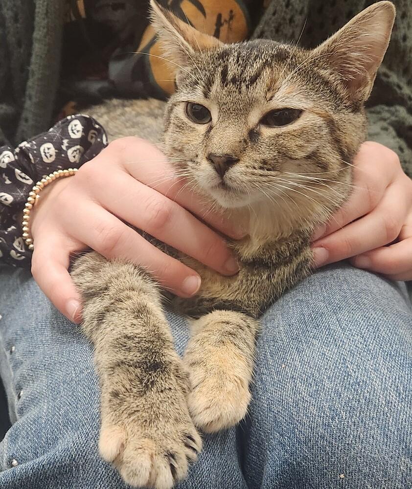 Angie, a Adoptable mixed breed in Wilmington, NC image 2/6