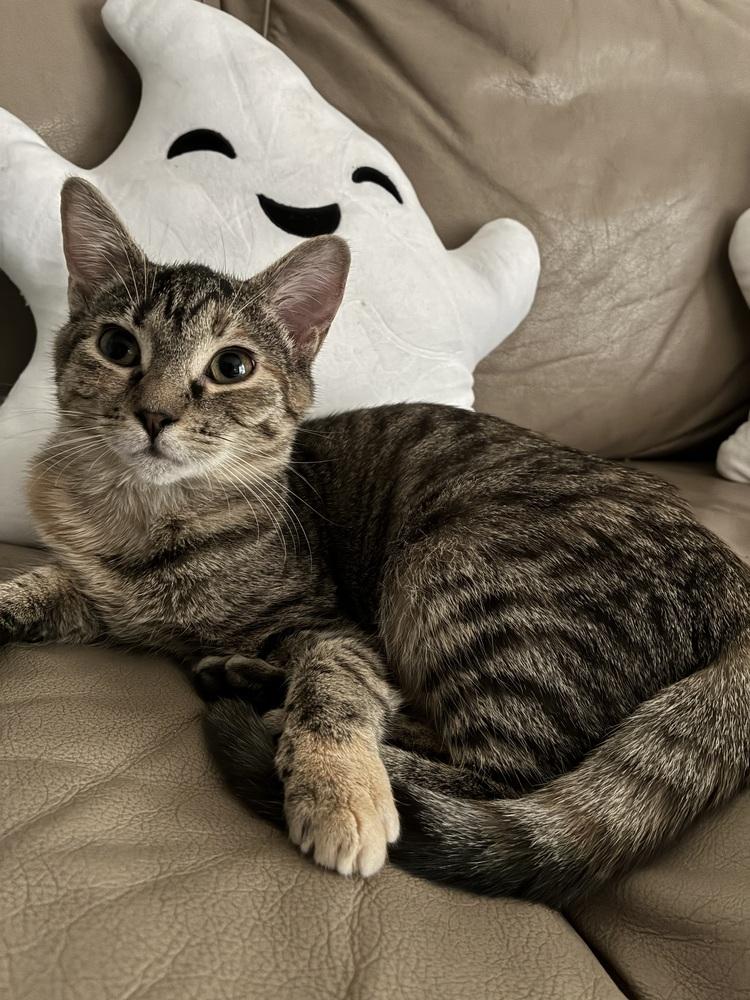 Angie, a Adoptable mixed breed in Wilmington, NC image 3/6