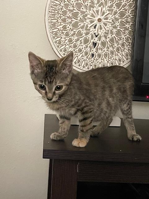 Angie, Adoptable, Kitten Female Domestic Short Hair.