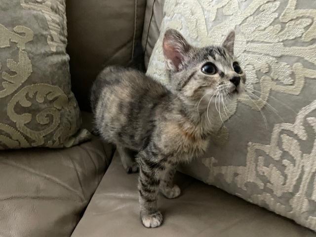 Angie, a Adoptable mixed breed in Wilmington, NC image 6/6