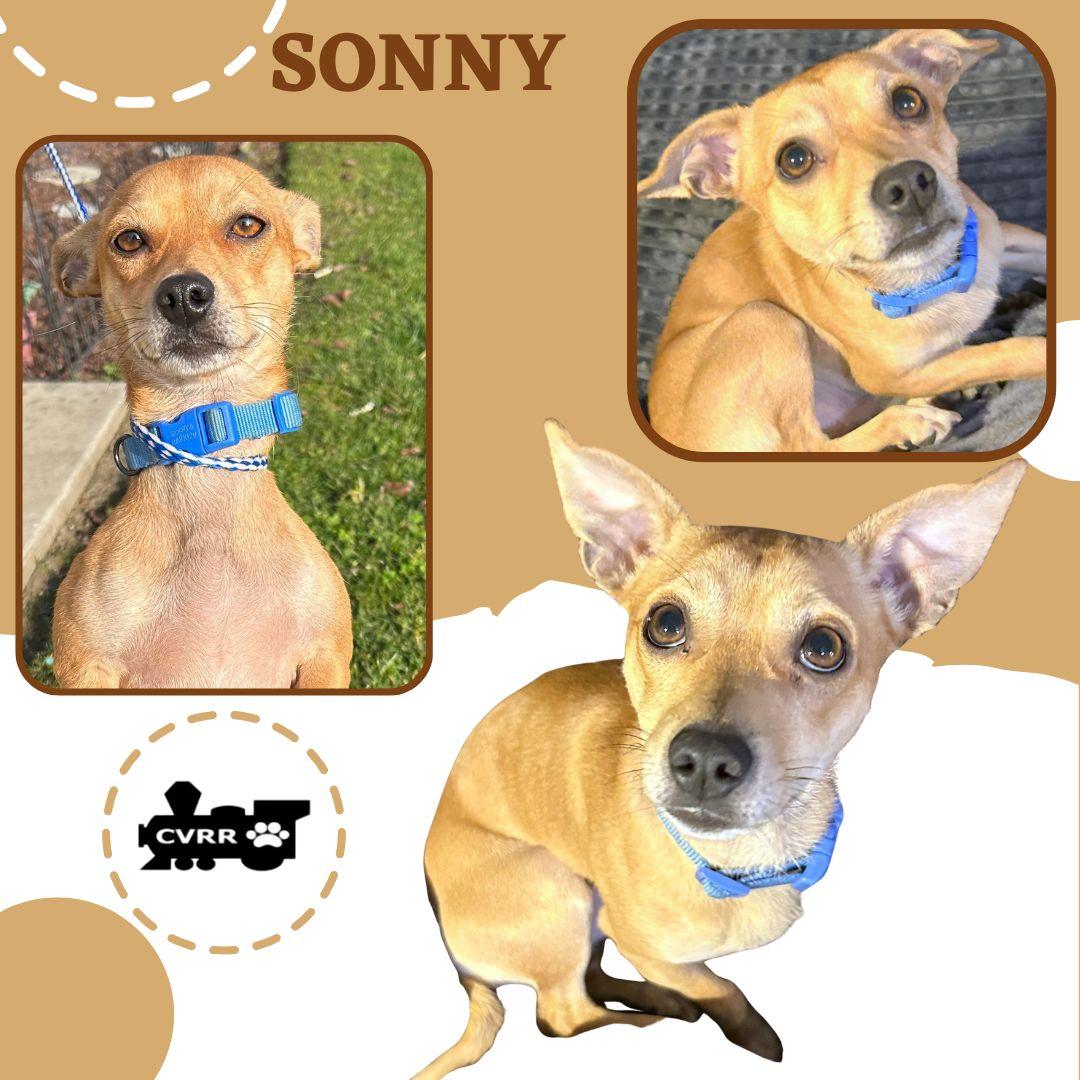 Enlarge Sonny, a Adoptable mixed breed in LINDSAY, CA image 1/1