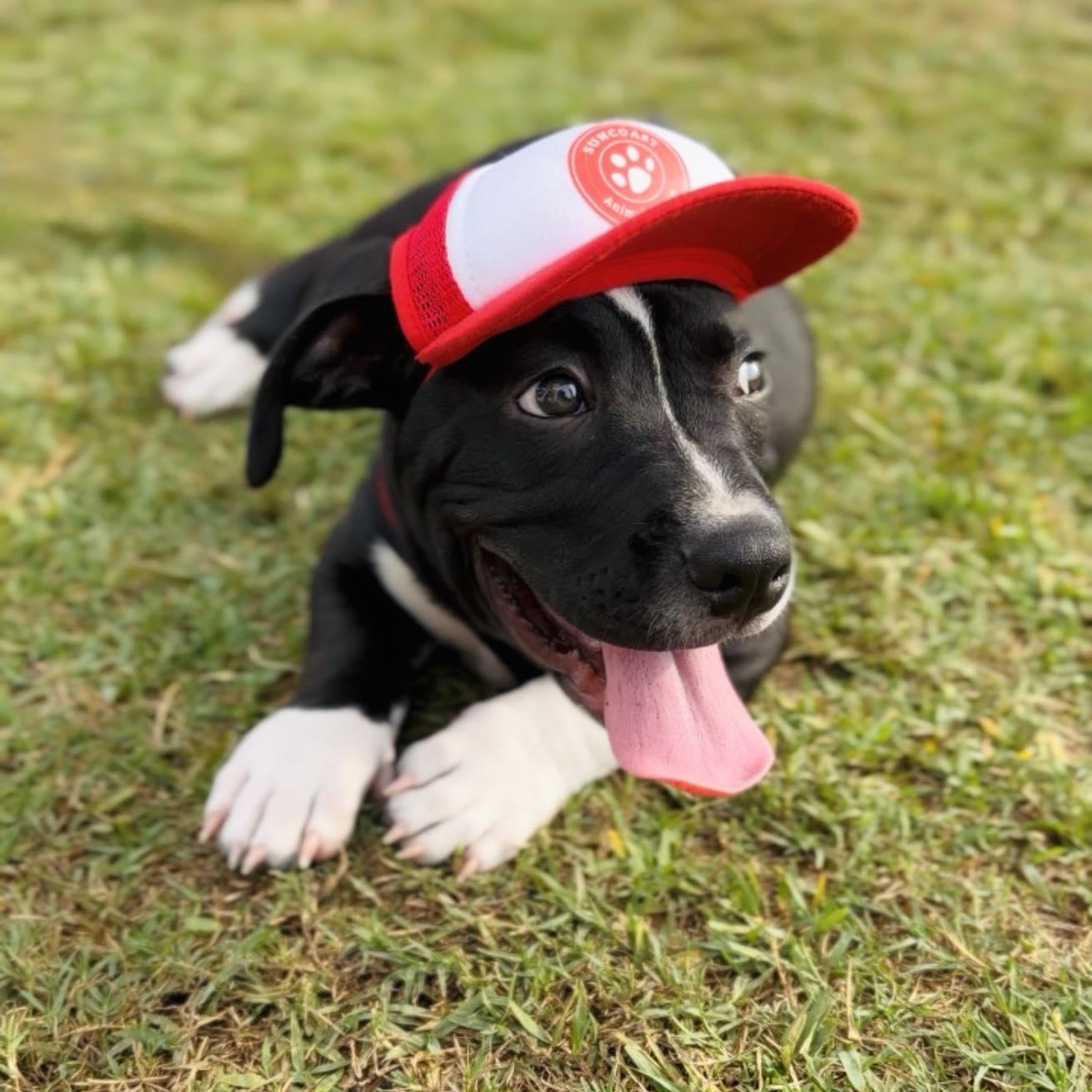 Pickles, an adopted mixed breed in Palm Harbor, FL image 2/2