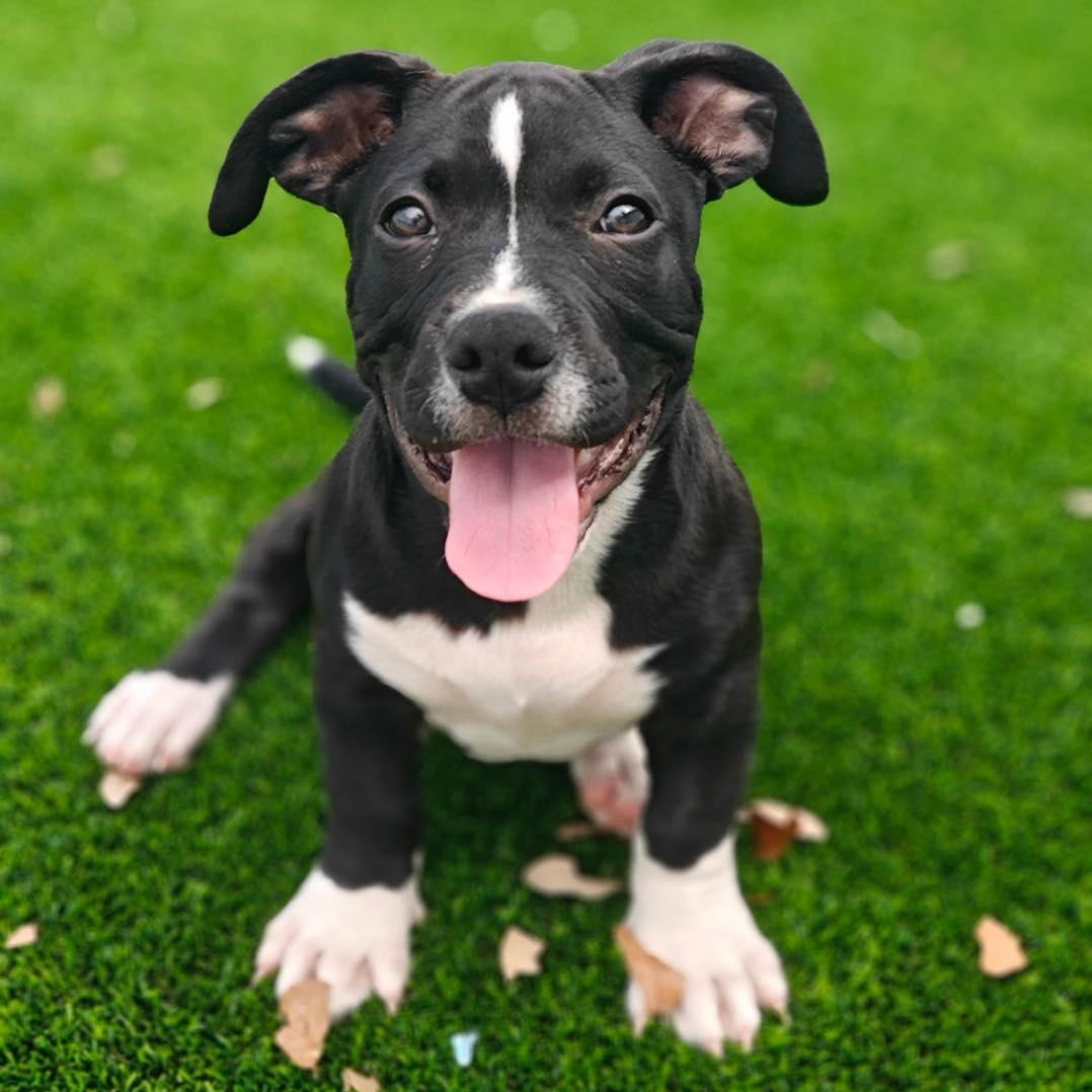 Pickles, an adopted mixed breed in Palm Harbor, FL image 1/2