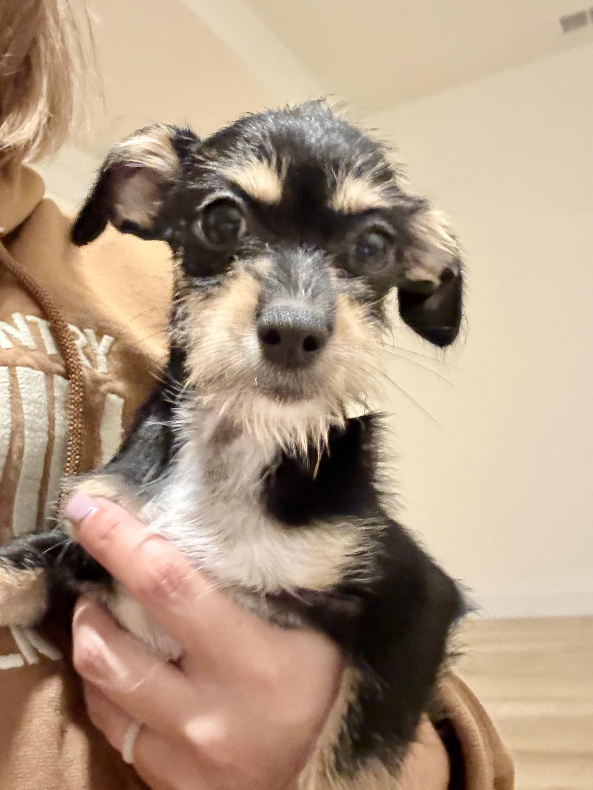 Enlarge Dolly, a Adopted mixed breed in Nokesville, VA image 1/5