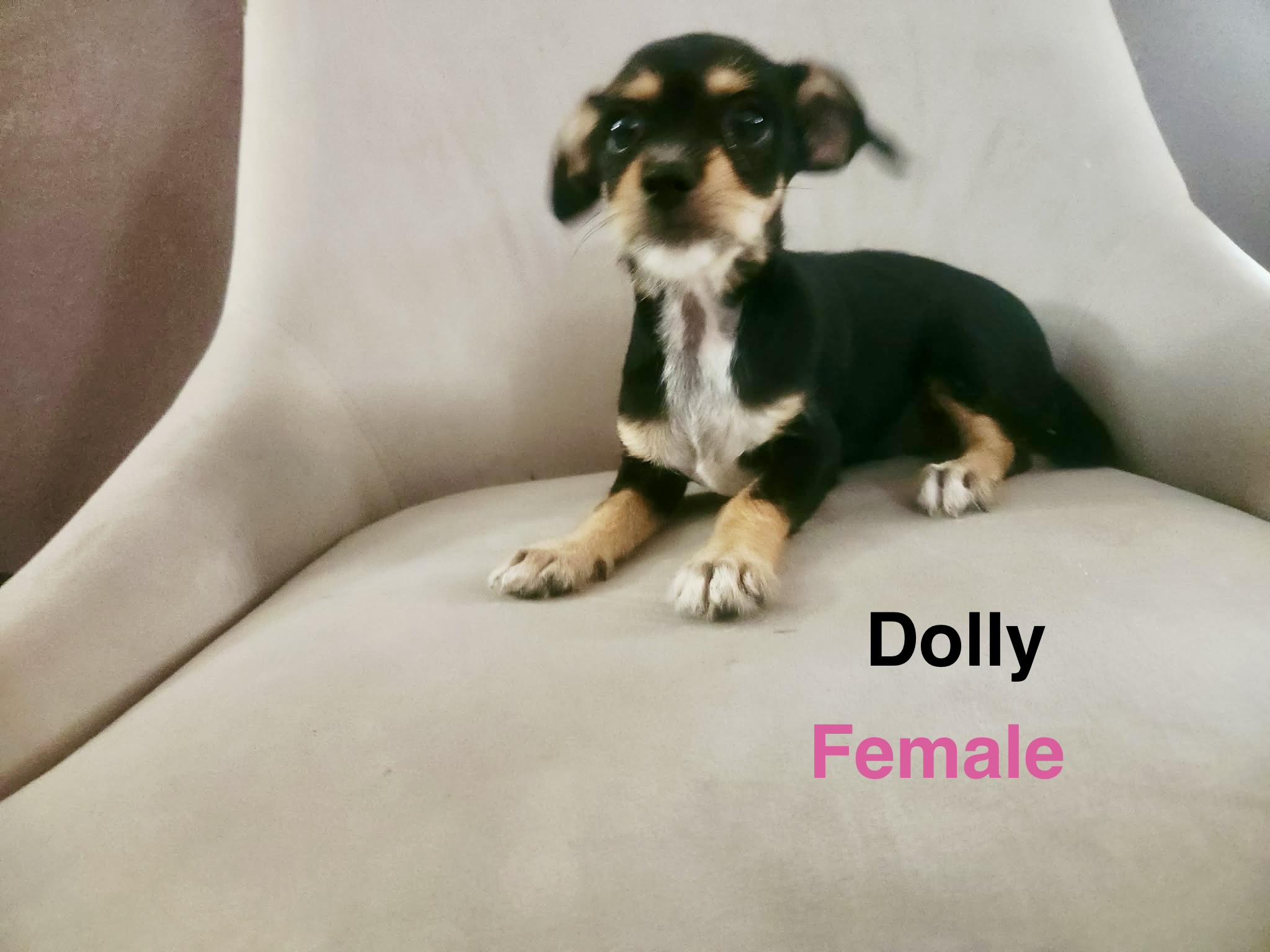 Enlarge Dolly, a Adopted mixed breed in Nokesville, VA image 2/5