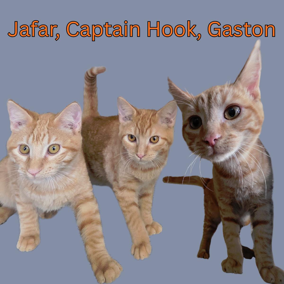 Enlarge Kittens!, a ADOPTABLE Domestic Short Hair in South Padre Island, TX image 1/1