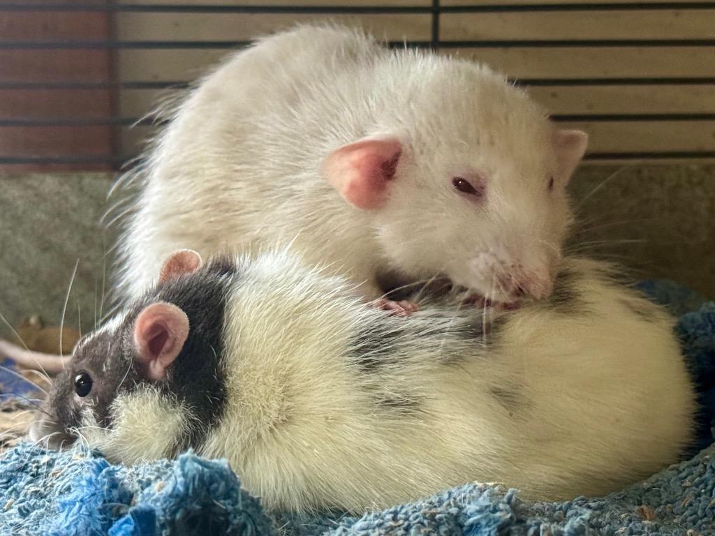 Fiddlesticks, Adoptable, Young Male Rat.