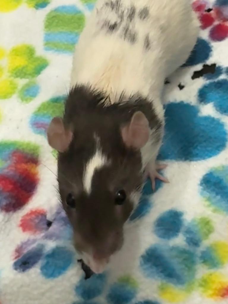 Enlarge Fiddlesticks, a Adoptable Rat in Indianapolis, IN image 2/2