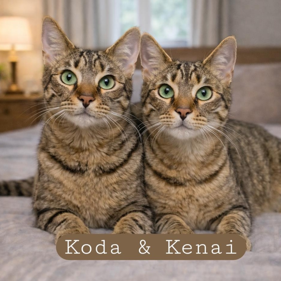 Koda, Adoptable, Kitten Male Tabby.