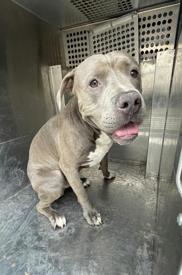 Enlarge Boi, a Adoptable mixed breed in Victorville, CA image 1/1