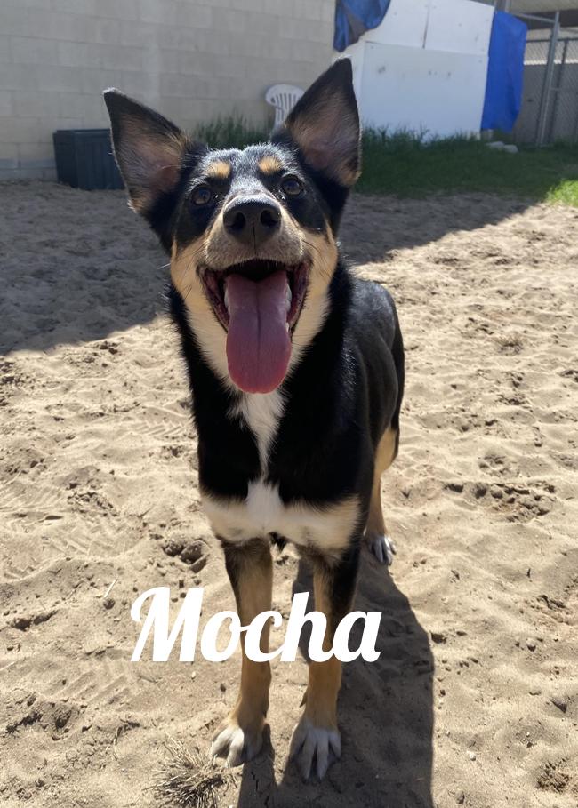 Mocha, ADOPTABLE, Young Female Australian Kelpie.