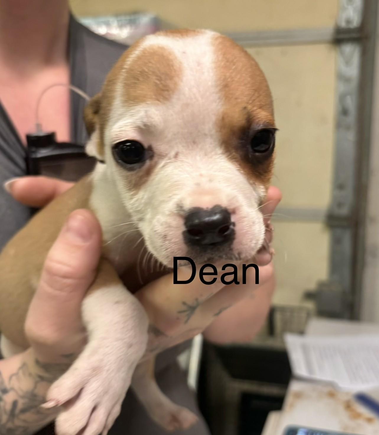 Enlarge Dean, a Adoptable mixed breed in Fayetteville, WV image 1/1