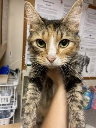 Enlarge Felicity, an adopted mixed breed in Bellingham, WA image 3/3