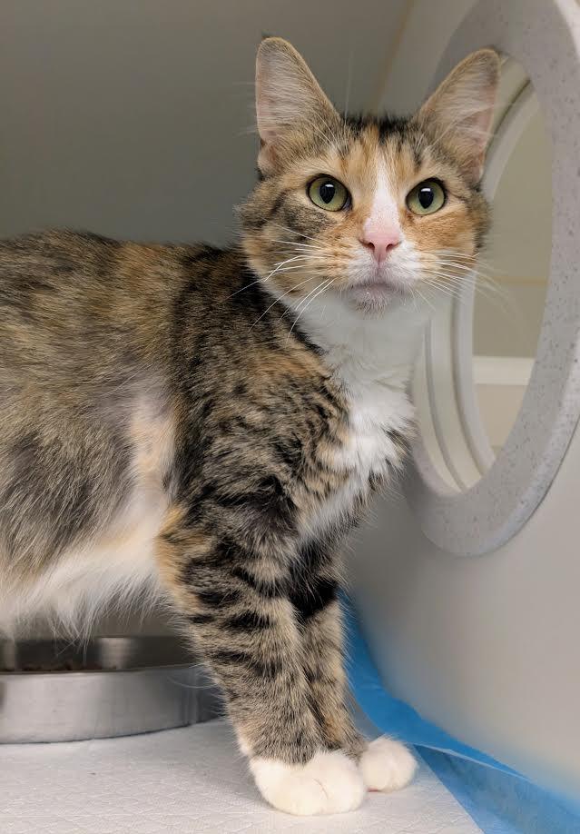 Enlarge Felicity, an adopted mixed breed in Bellingham, WA image 1/3