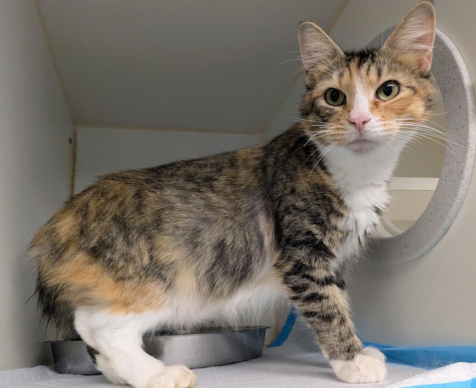 Enlarge Felicity, an adopted mixed breed in Bellingham, WA image 2/3