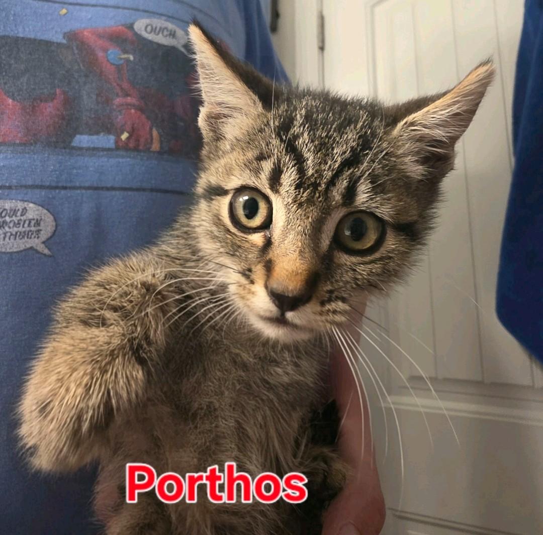 Enlarge Porthos, a Adopted Domestic Medium Hair in Reno, NV image 1/1