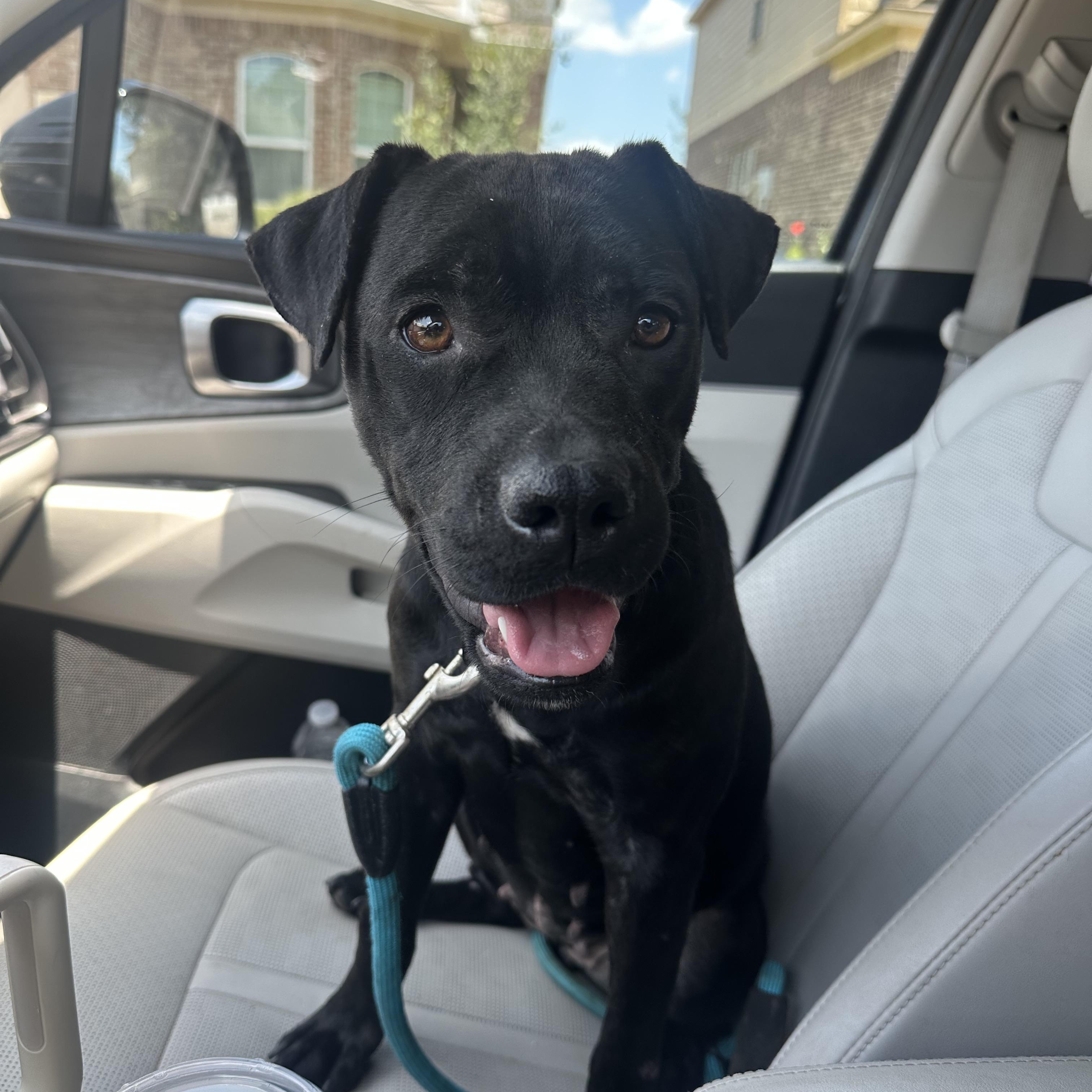 Opalite, Adoptable, Adult Female Labrador Retriever & Pit Bull Terrier.