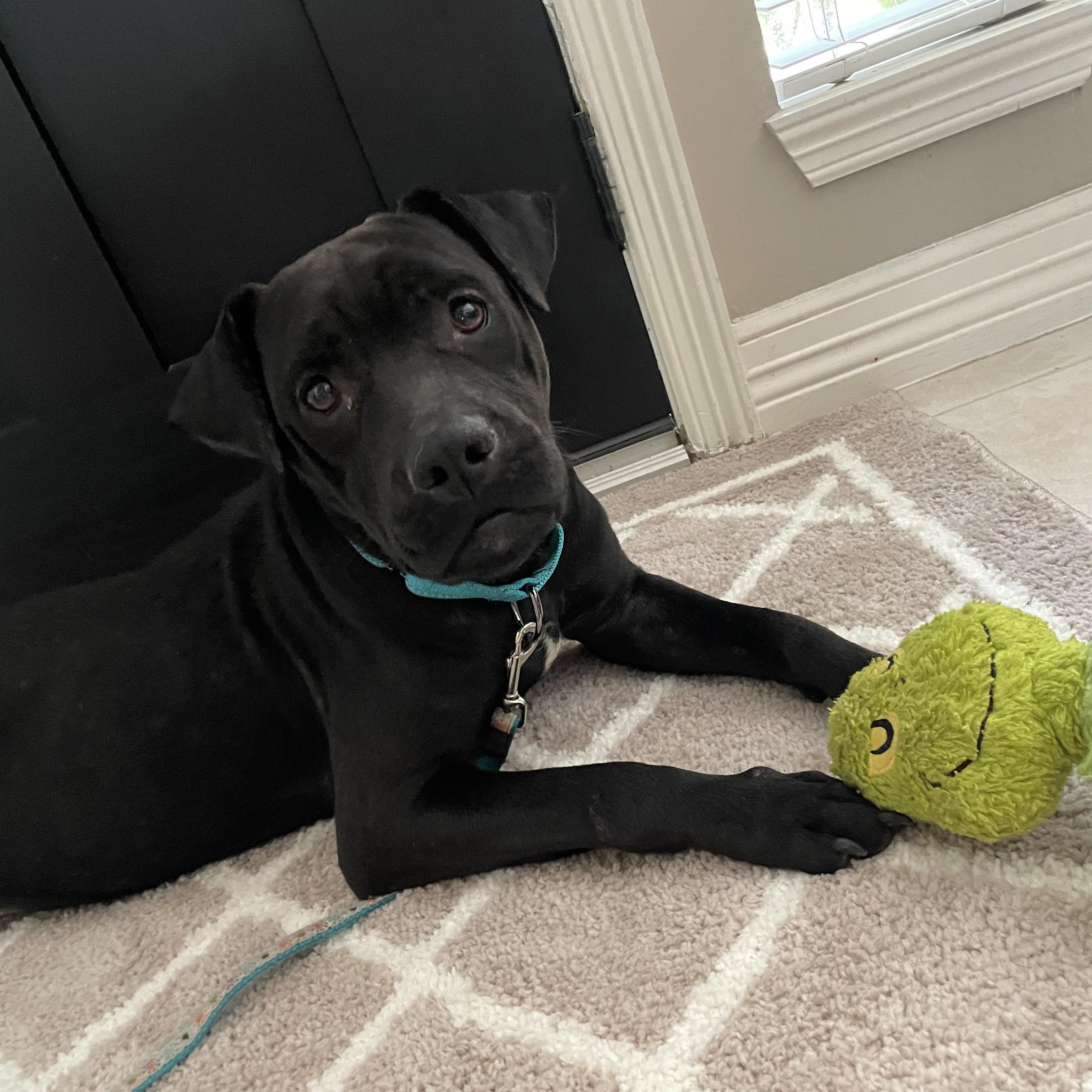Enlarge Opalite, a Adoptable mixed breed in North Vancouver, BC image 4/6
