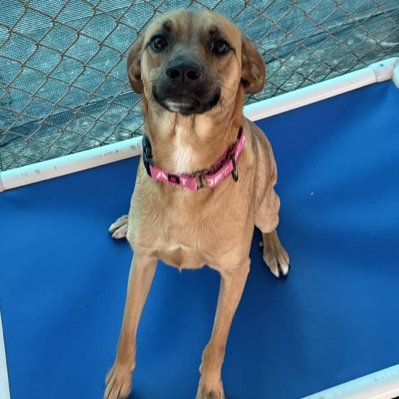 Enlarge Harper, a ADOPTABLE Mixed Breed in Sunderland, MD image 3/5